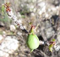 Jatropha cardiophylla image