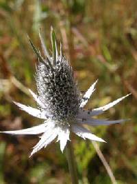 Image of Eryngium phyteumae