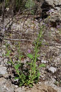Image of Verbena plicata
