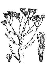 Image of Vernonia marginata