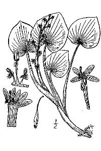 Image of Heteranthera peduncularis