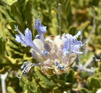 Image of Salvia mohavensis