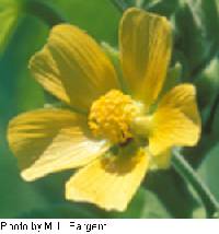 Abutilon theophrasti image