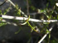 Adenophyllum porophylloides image