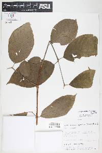 Campomanesia lineatifolia image