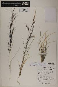 Aristida purpurea var. parishii image