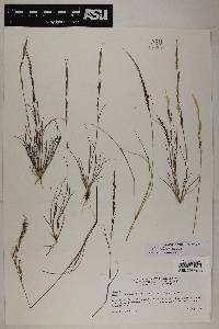 Aristida adscensionis image