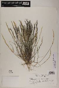 Aristida adscensionis image