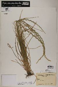 Festuca perennis image