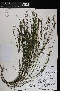 Polygala scoparioides image