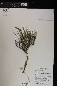 Hebecarpa macradenia image