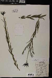 Amsonia palmeri image