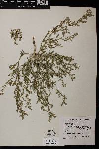 Chenopodium nitens image