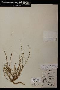 Chenopodium neomexicanum image