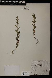 Chenopodium berlandieri image