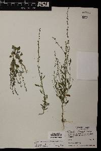 Chenopodium fremontii image