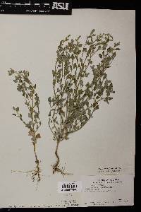 Chenopodium neomexicanum image