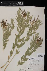 Amsonia tomentosa image