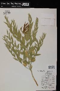 Amsonia tomentosa image