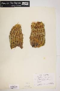 Echinocereus ledingii image