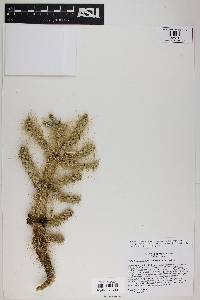 Cylindropuntia multigeniculata image