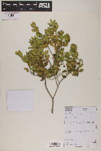 Psidium schenckianum image