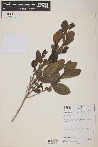 Psidium ratterianum image