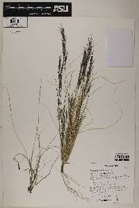 Aristida adscensionis image