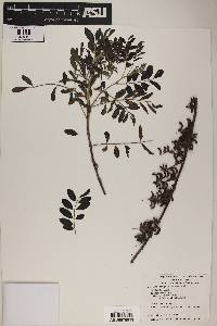 Indigofera suffruticosa image