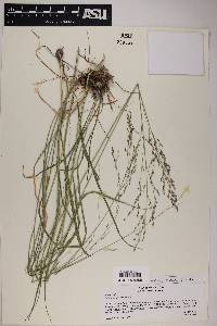 Zuloagaea bulbosa image