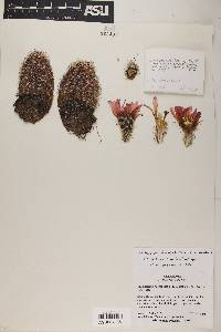 Echinocereus reichenbachii subsp. perbellus image