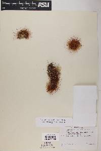 Echinocereus russanthus image
