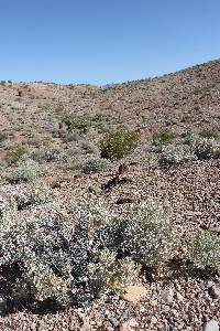 Atriplex hymenelytra image