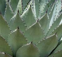 Agave parryi var. huachucensis image