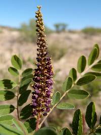 Image of Amorpha fruticosa