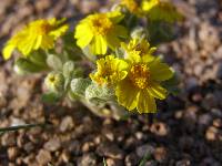 Eriophyllum wallacei image