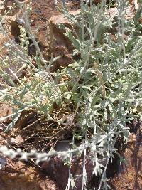 Artemisia ludoviciana image