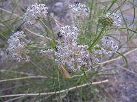 Asclepias fascicularis image