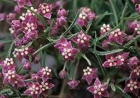 Image of Asclepias uncialis