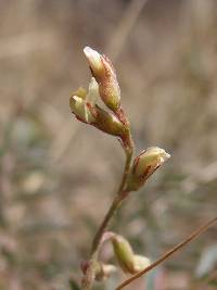 Image of Astragalus allochrous