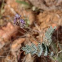 Astragalus nuttallianus image