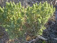 Atriplex confertifolia image