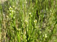 Baccharis sergiloides image