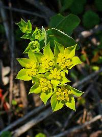 Image of Bupleurum lancifolium