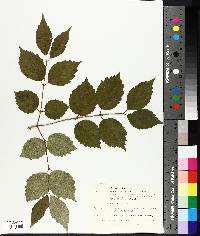 Viburnum rafinesqueanum image