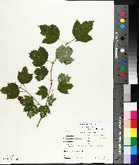 Viburnum trilobum image