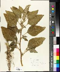 Amaranthus retroflexus image