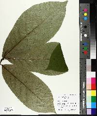 Asimina triloba image