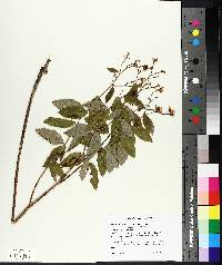 Apocynum androsaemifolium image