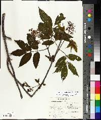 Sambucus racemosa image